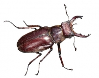 Lucanus kanoi kanoi