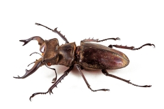 Lucanus formosanus