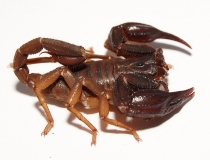 Iurus kraepelini