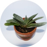 Gasteria batesiana