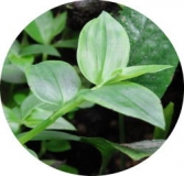 Tradescantia spec. 1