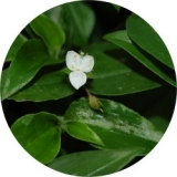 Zebrina pendula