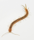 Scolopendra polymorpha