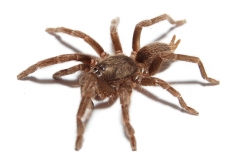 Phlogiellius baeri