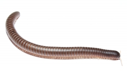Millipede spec. BROWN NIGERIA