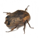 Hoplopyga liturata