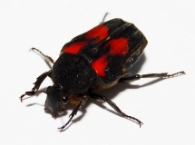 Taeniodera egregia