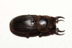 Aegus platyodon