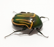 Coptomia mauritania