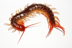 Scolopendra spec. Thai Giant