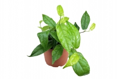 Ficus gross
