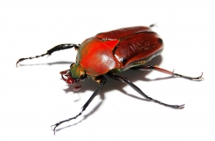 Eudicella aethiopica