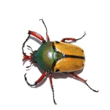 Eudicella euthalia bertherandi