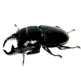 Dorcus parryi