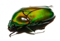 Chlorocala africana africana