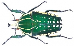 Mecynorrhina polyphemus Larven