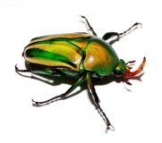 Eudicella woermanni