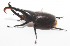 Dynastes hercules ecuatorianus