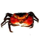 Metasesarma aubryi