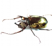 Chalcosoma atlas Larven