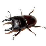 Dorcus taurus