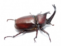 Trypoxylus (Allomyrina) dichotoma