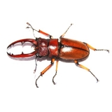 Prosopocoilus astacoides