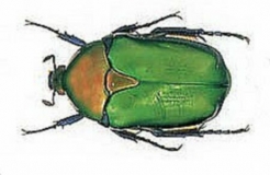 Protaetia cuprea ignicollis
