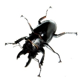 Odontolabis bellicosa Larven