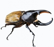 Dynastes hercules reidi