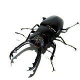 Prosopocoilus giraffa keisukei