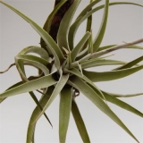 Tillandsia cacticola klein