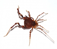 Metagyndes spec. Chile
