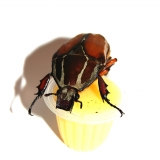 Beetle Jelly HP Banane 100er Pack