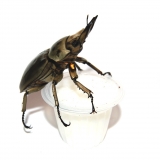 Beetle Jelly HP Lactic Acid 100er Pack