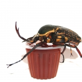 Beetle Jelly HP Black Sugar 10er Pack