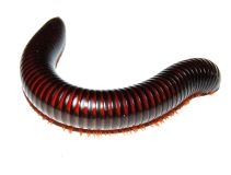 Pelmatojulus excisus