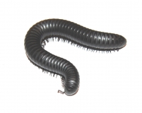 Mardonius parilis acuticonus
