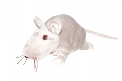Rattus pl�schicus