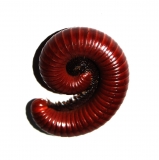 Millipede spec. 6
