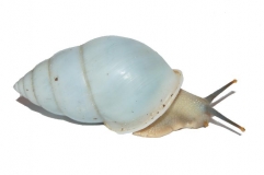 Amphidromus perversus niveus