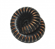 Odontostreptus sjoestedti