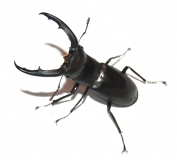 Hexarthrius mandibularis