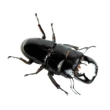 Dorcus bucephalus