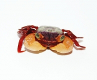 Geosesarma spec. WHITEHAND