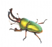 Lamprima adolphinae