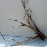 Moorkienholz gross