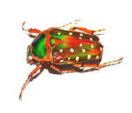 Stephanorrhina guttata aschantica