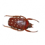 Stephanorrhina adelpha