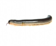 Chicobolus spinigerus